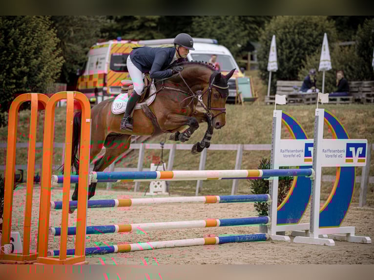 Zangersheide Castrone 5 Anni 165 cm Baio in Wachtberg