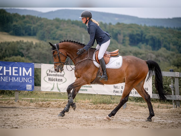 Zangersheide Castrone 5 Anni 165 cm Baio in Wachtberg