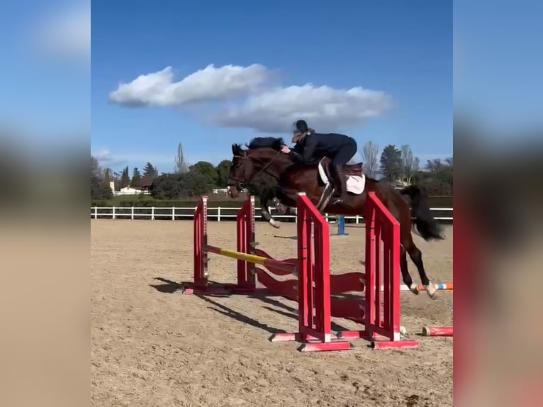 Zangersheide Castrone 5 Anni 165 cm Baio scuro in Madrid