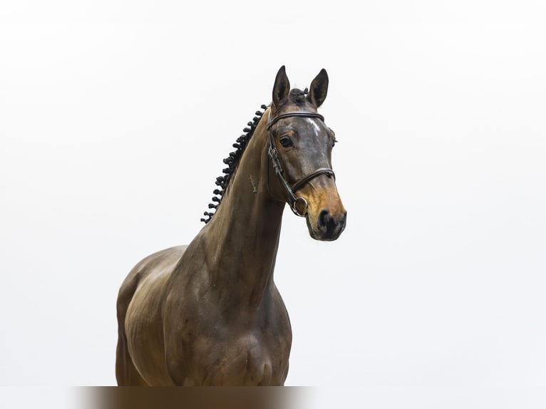 Zangersheide Castrone 5 Anni 165 cm  in Waddinxveen