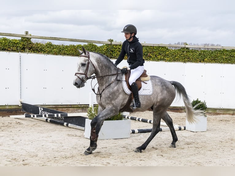 Zangersheide Castrone 5 Anni 165 cm  in Waddinxveen