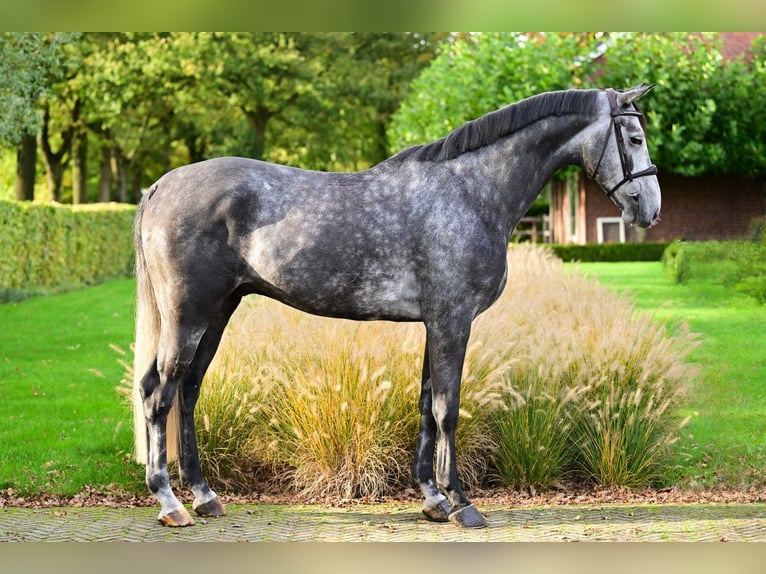 Zangersheide Castrone 5 Anni 165 cm Grigio in Bladel