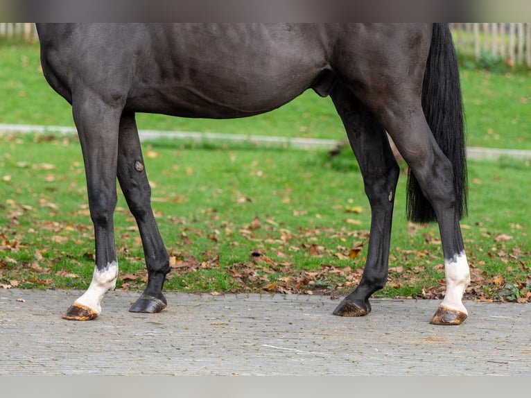 Zangersheide Castrone 5 Anni 165 cm Morello in Grote Brogel