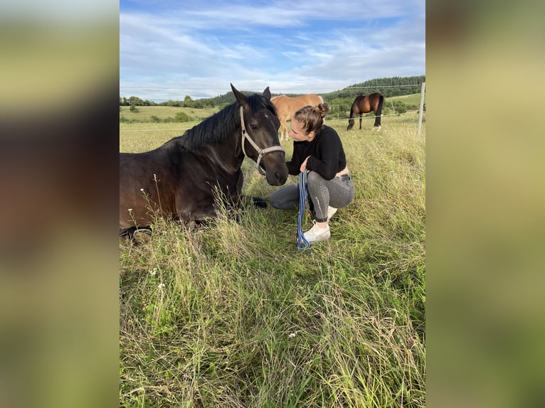 Zangersheide Castrone 5 Anni 165 cm Morello in Oberderdingen