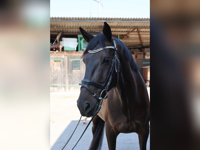 Zangersheide Castrone 5 Anni 165 cm Morello in Oberderdingen