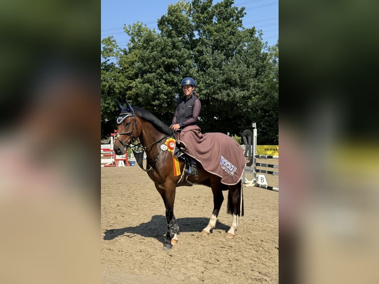 Zangersheide Castrone 5 Anni 166 cm Baio in Neuss
