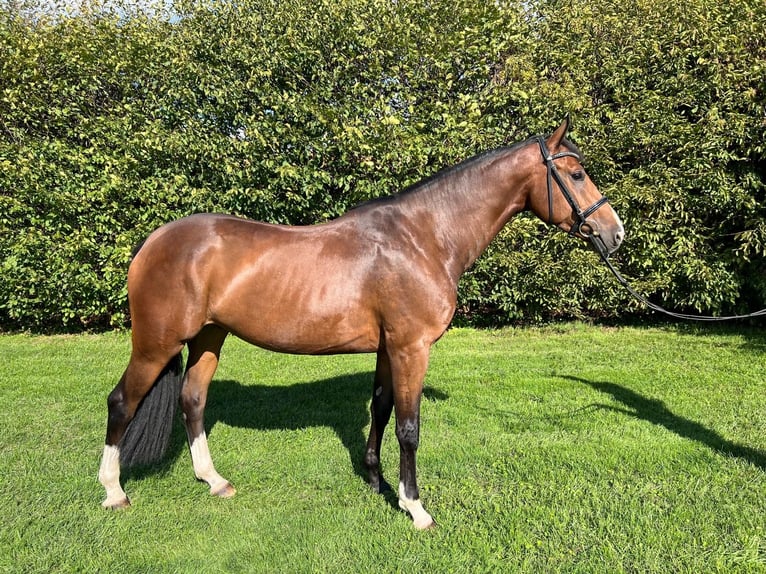 Zangersheide Castrone 5 Anni 166 cm Baio in Neuss