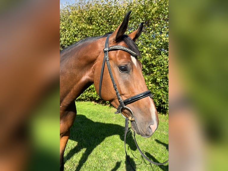 Zangersheide Castrone 5 Anni 166 cm Baio in Neuss
