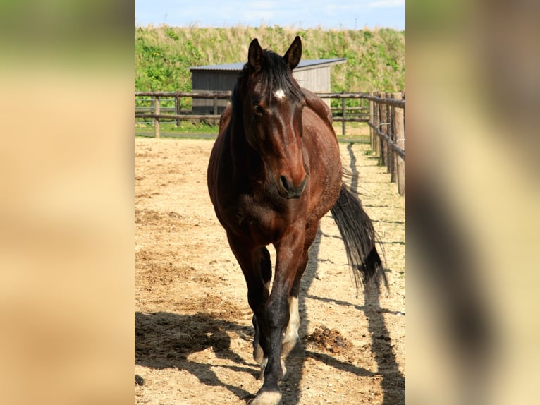 Zangersheide Castrone 5 Anni 166 cm Baio in Chaumes en brie