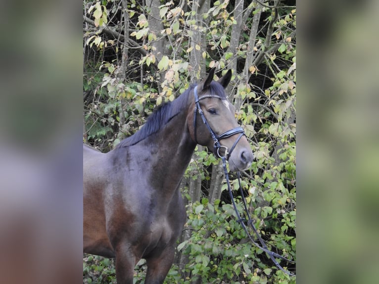 Zangersheide Castrone 5 Anni 166 cm Baio scuro in Verl