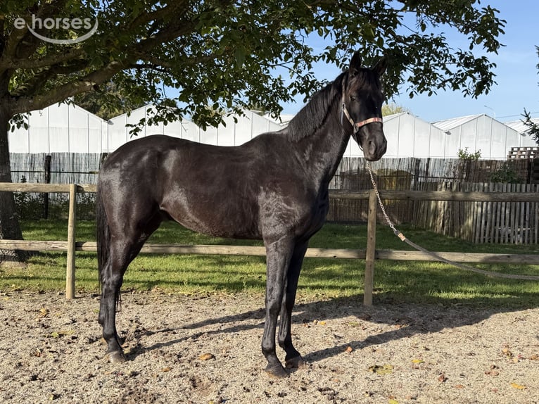 Zangersheide Castrone 5 Anni 166 cm Morello in Dormaal