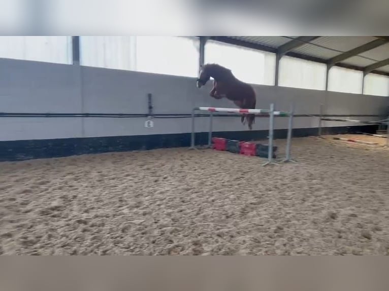 Zangersheide Castrone 5 Anni 166 cm Sauro in Heusden zolder