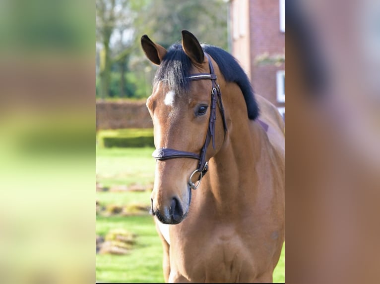 Zangersheide Castrone 5 Anni 167 cm Baio in Insel Poel