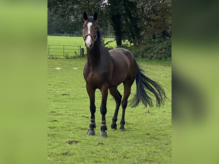 Zangersheide Castrone 5 Anni 167 cm Baio in Rhede