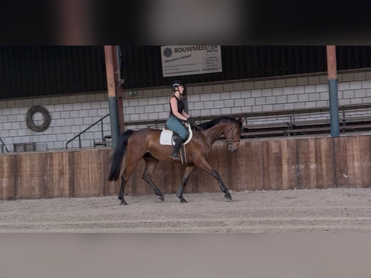 Zangersheide Castrone 5 Anni 167 cm Baio in Oud Gastel