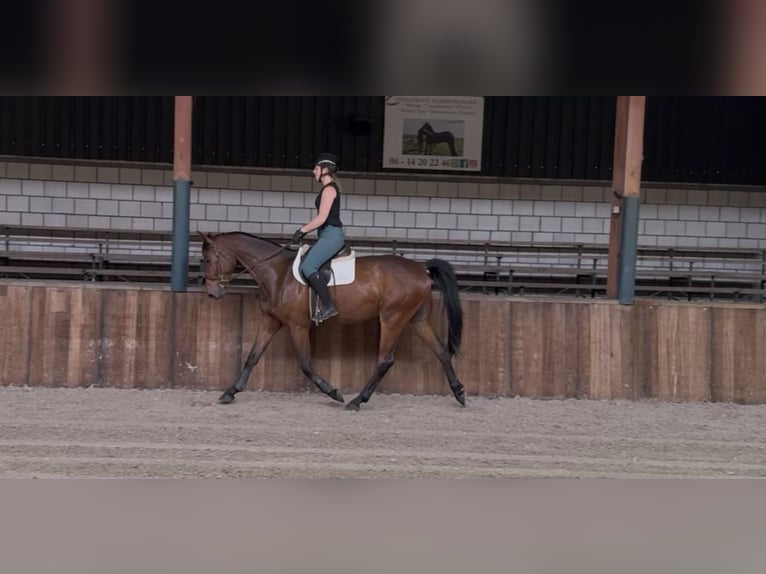 Zangersheide Castrone 5 Anni 167 cm Baio in Oud Gastel