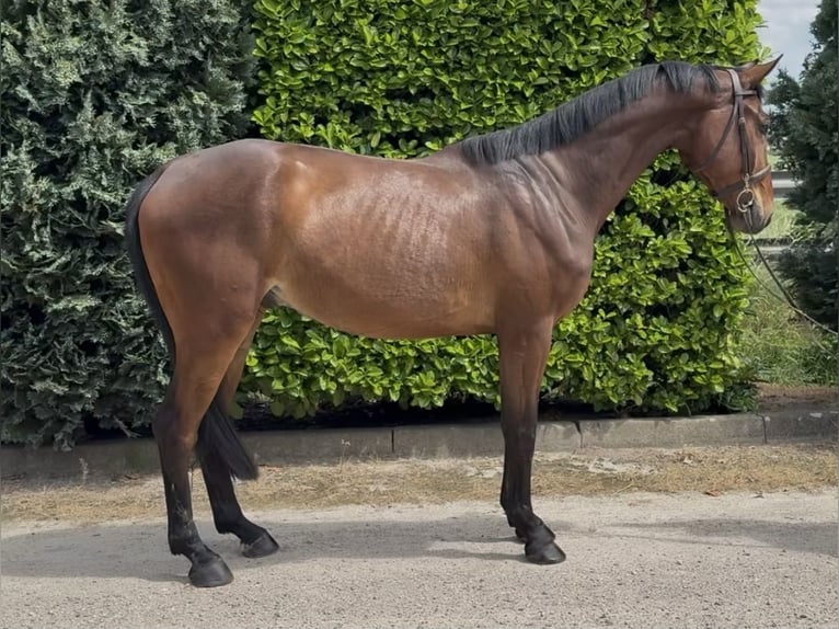 Zangersheide Castrone 5 Anni 167 cm Baio in Oud Gastel