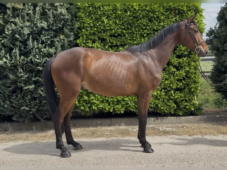 Zangersheide Castrone 5 Anni 167 cm Baio in Oud Gastel