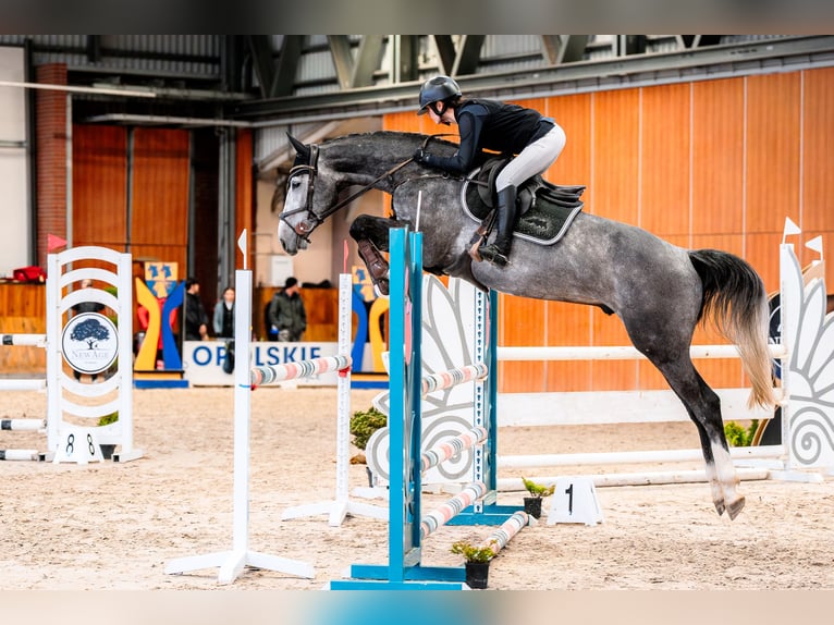 Zangersheide Castrone 5 Anni 167 cm Grigio in Łazy