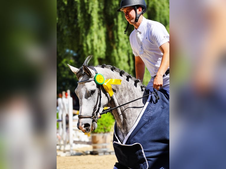 Zangersheide Castrone 5 Anni 167 cm Grigio in Steinheim