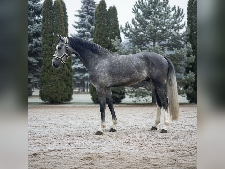 Zangersheide Castrone 5 Anni 167 cm Grigio in Mor