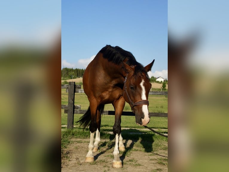 Zangersheide Castrone 5 Anni 168 cm Baio in Jarosławiec
