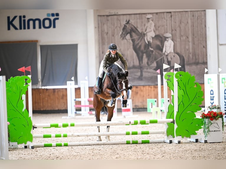 Zangersheide Castrone 5 Anni 168 cm Baio in Jarosławiec