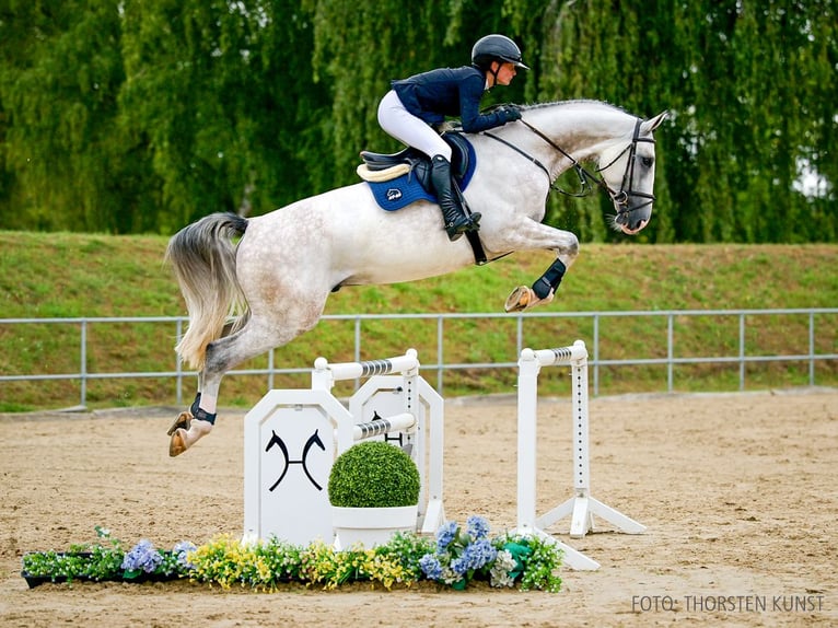 Zangersheide Castrone 5 Anni 168 cm Baio scuro in Verden