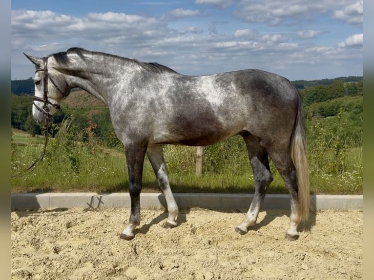Zangersheide Castrone 5 Anni 168 cm Grigio in Meinerzhagen