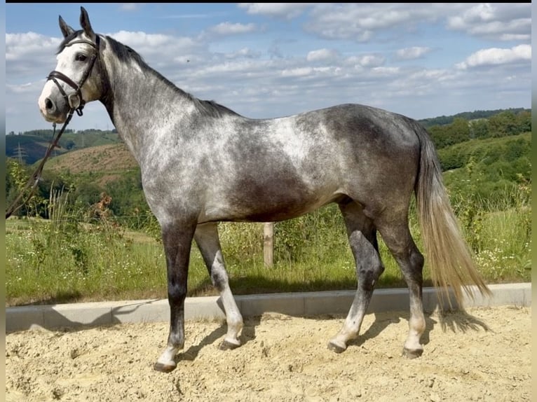Zangersheide Castrone 5 Anni 168 cm Grigio in Meinerzhagen