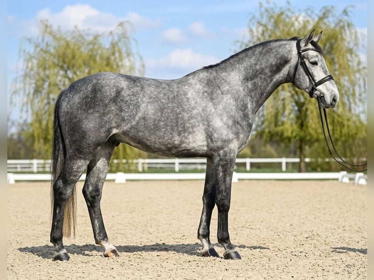 Zangersheide Castrone 5 Anni 168 cm Grigio in Weppersdorf
