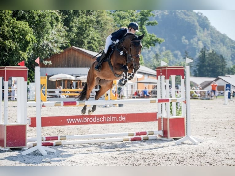 Zangersheide Castrone 5 Anni 169 cm Baio in Lengdorf