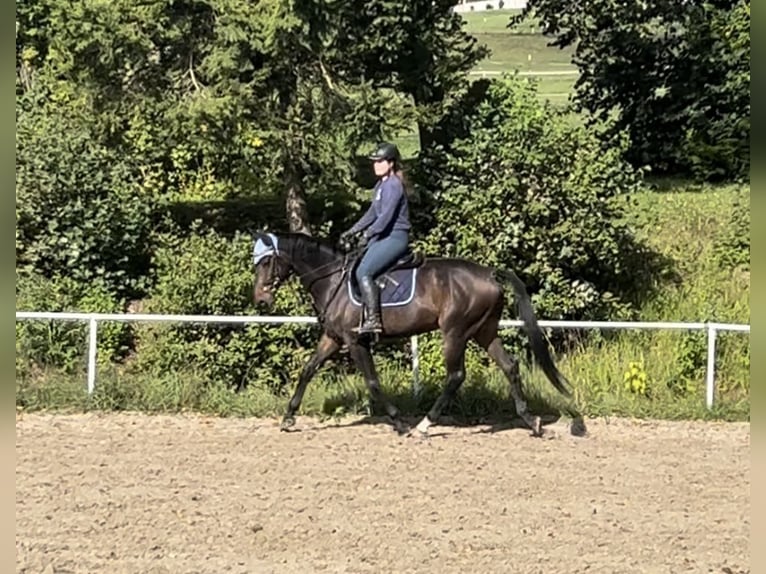 Zangersheide Castrone 5 Anni 170 cm Baio in Pelmberg