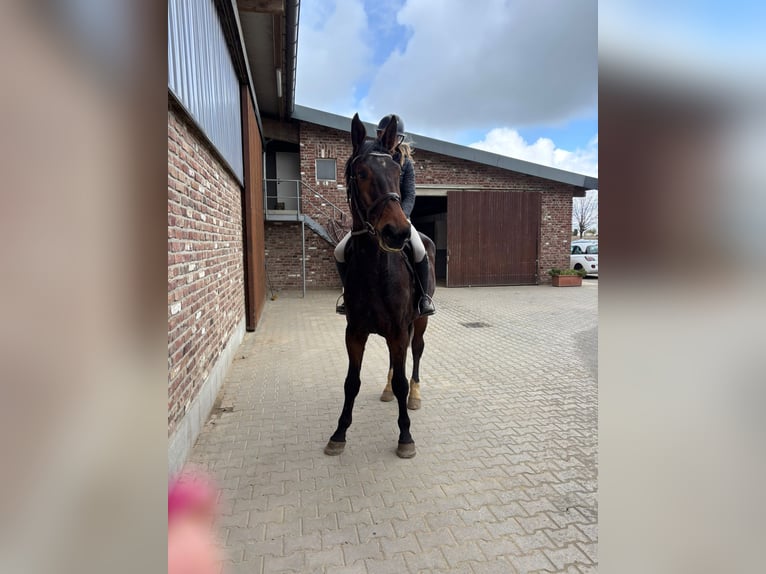 Zangersheide Castrone 5 Anni 170 cm Baio in Grevenbroich
