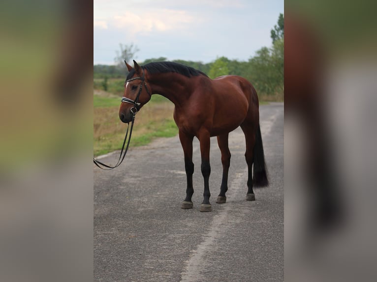 Zangersheide Castrone 5 Anni 170 cm Baio ciliegia in Bekesszentandras