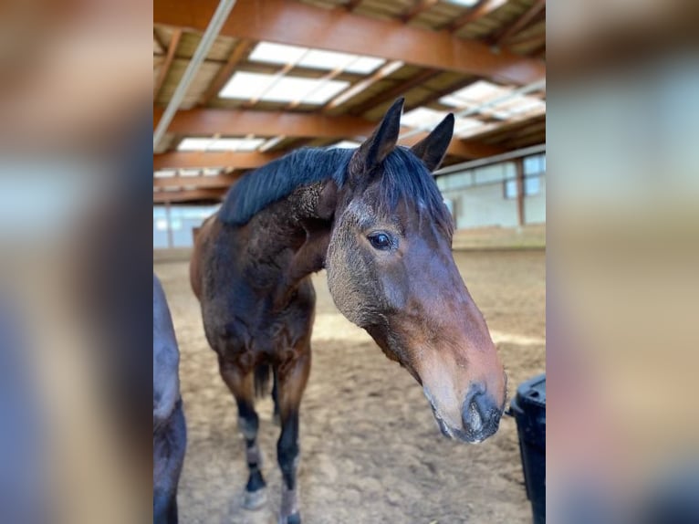 Zangersheide Castrone 5 Anni 170 cm Baio scuro in Manosque