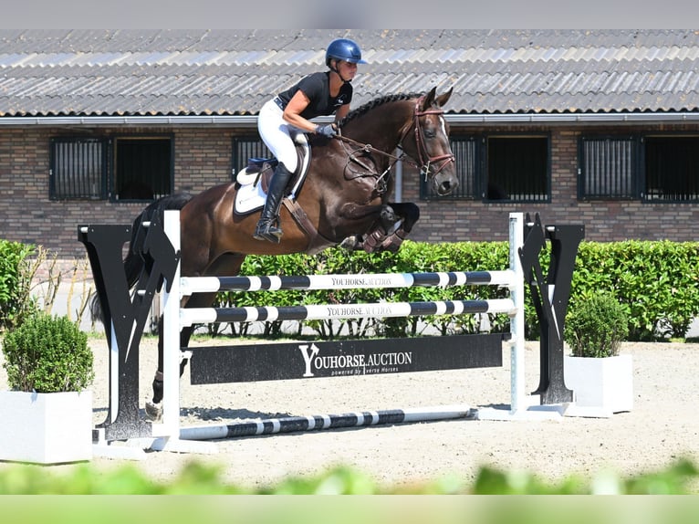 Zangersheide Castrone 5 Anni 170 cm Baio scuro in Waddinxveen