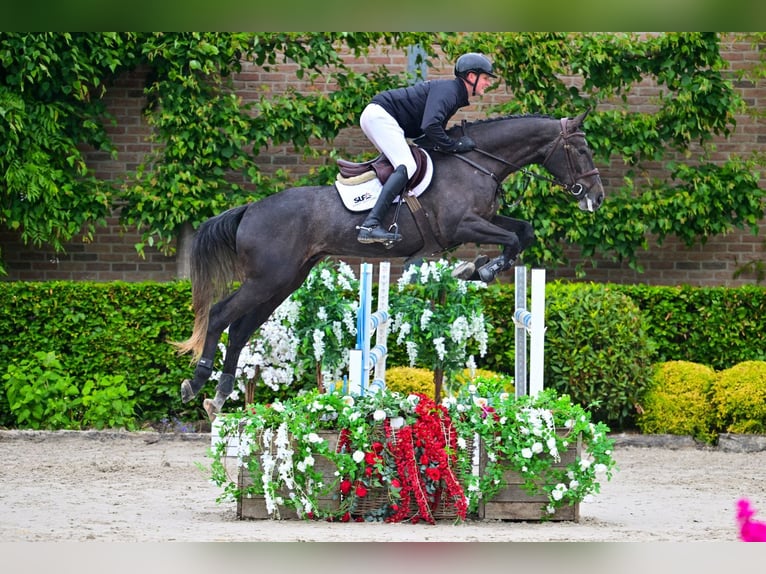 Zangersheide Castrone 5 Anni 170 cm  in Bladel
