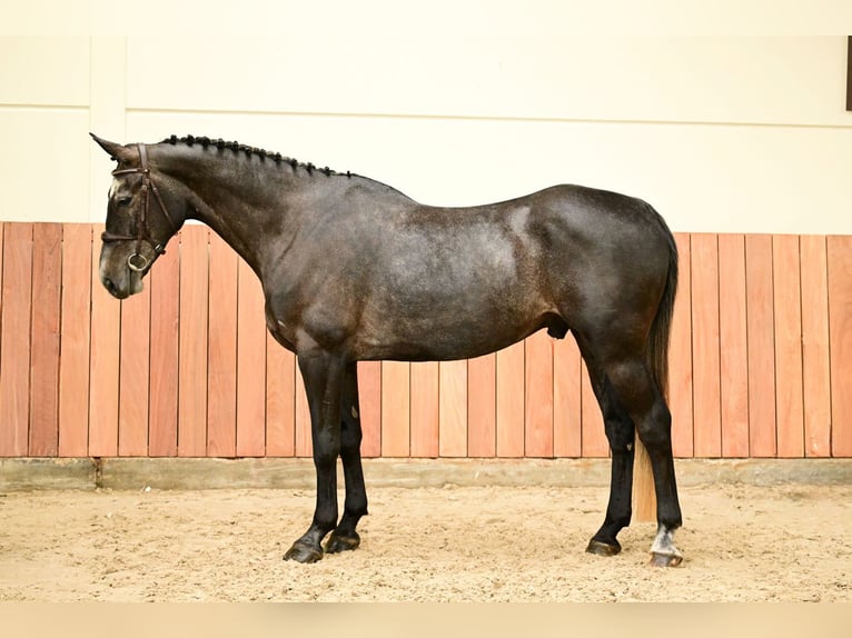 Zangersheide Castrone 5 Anni 170 cm  in Bladel