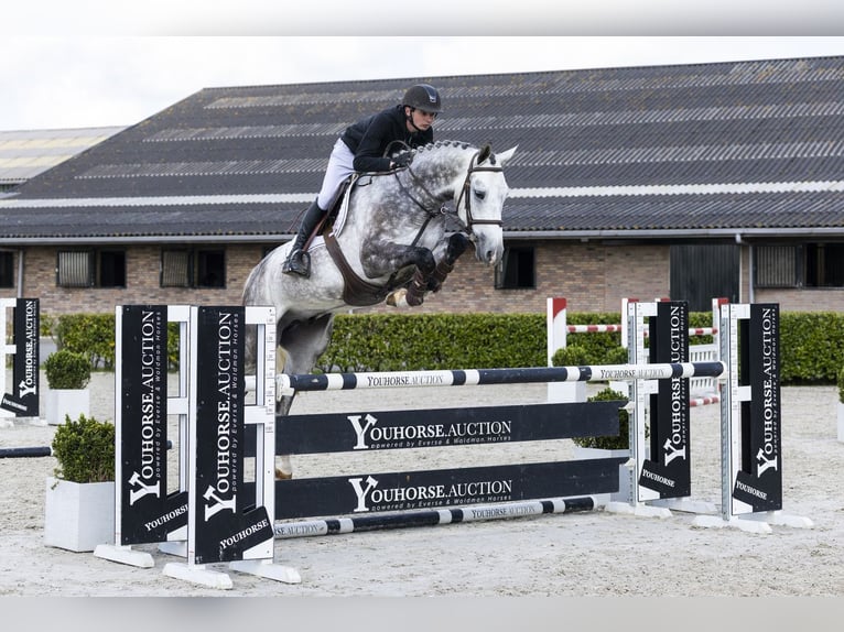 Zangersheide Castrone 5 Anni 170 cm  in Waddinxveen