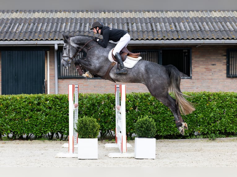 Zangersheide Castrone 5 Anni 170 cm Grigio in Waddinxveen