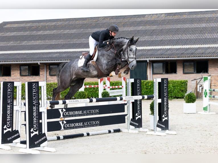 Zangersheide Castrone 5 Anni 170 cm Grigio in Waddinxveen