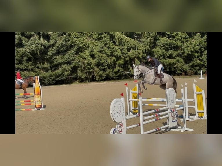 Zangersheide Castrone 5 Anni 170 cm Grigio trotinato in Sulzbach-Rosenberg