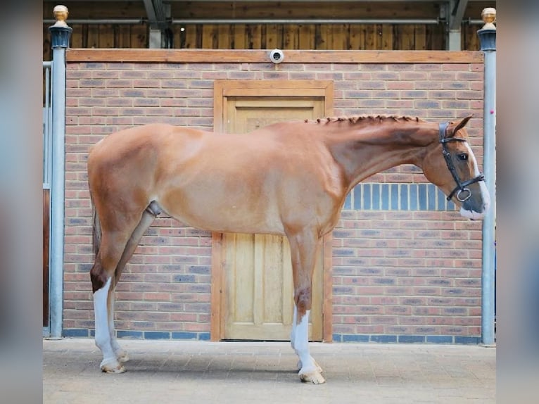 Zangersheide Castrone 5 Anni 170 cm Sauro in GROTE-BROGEL
