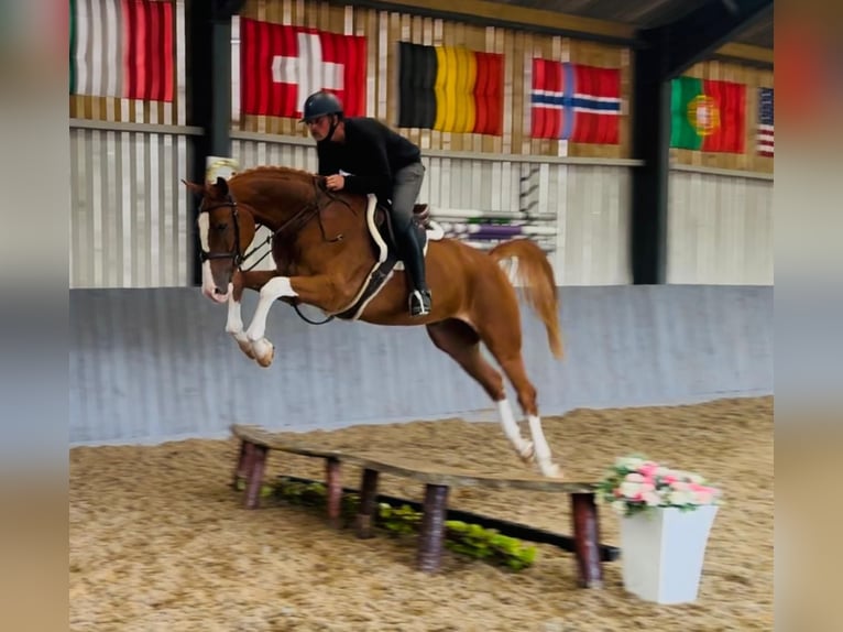 Zangersheide Castrone 5 Anni 170 cm Sauro in GROTE-BROGEL