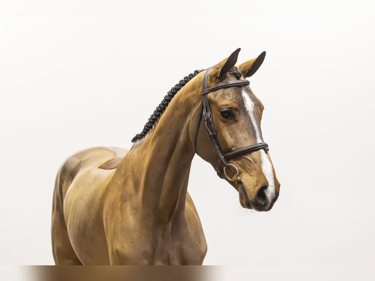 Zangersheide Castrone 5 Anni 171 cm Baio in Waddinxveen