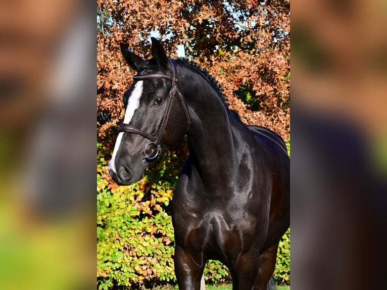 Zangersheide Castrone 5 Anni 172 cm Baio scuro in Bladel