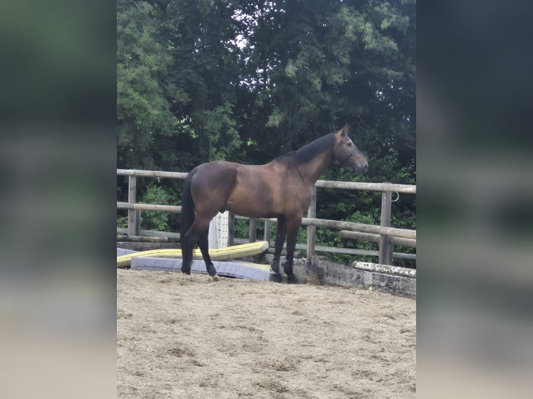 Zangersheide Castrone 5 Anni 172 cm Baio scuro in Elgg