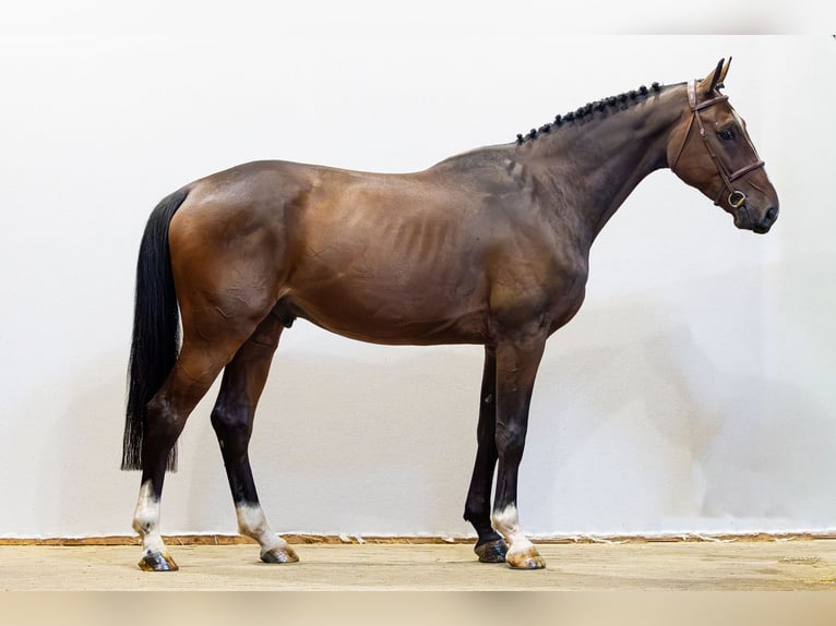 Zangersheide Castrone 5 Anni 172 cm Baio scuro in Waddinxveen