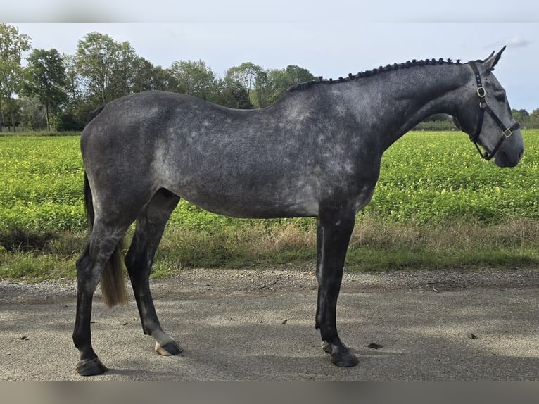 Zangersheide Castrone 5 Anni 172 cm Grigio in Bladel